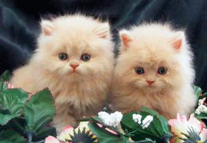 gatitos persa doll face blanco perla del color de la mama