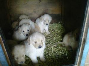 lindos golden retriever