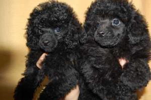 se vende cachorro poodle toy negro