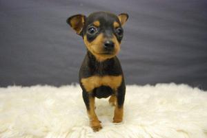 venta de pinscher toy