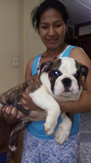 Bulldog Ingles 3 Meses Macho sin Pedigre