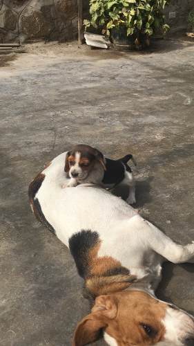 Cachorrita Beagle El Mejor Regalo Para Esta Navidad Vacunada