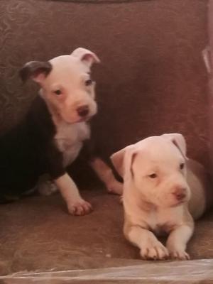 Cachorros Pitbull Hembra Y Macho