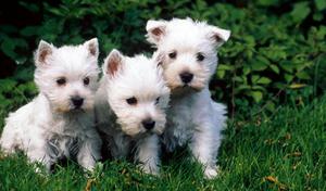 Whest Highland Cachorritos