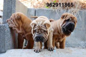 shar pei cachorros