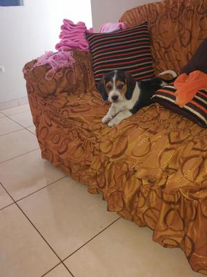 Beagle