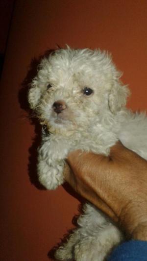 Bichon Frise