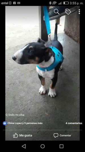 Bull Terrier Machito