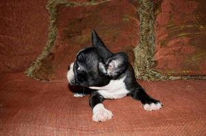 Bulldog Francés