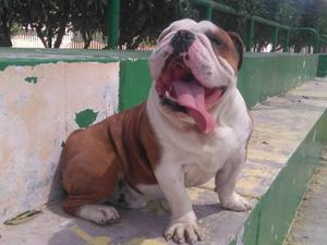 Bulldog pedigri de plata para monta