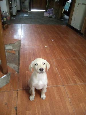 Cachorrita Labrador en Adopcion