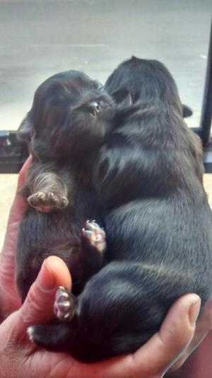 Cachorritos Pequinez