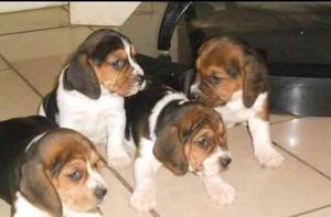 Cachorritos beagle