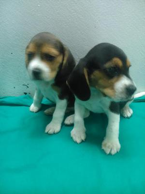 Cachorro Beagles