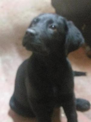 Cachorro Labrador