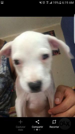 Cachorro Pitbull