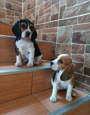 Cachorros Beagle Raza Pura