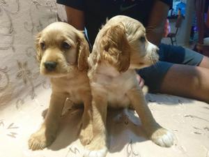 Cachorros Cocker Spanish a La Venta