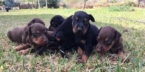 Cachorros Doberman