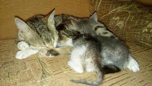 Cartavio Gatitos en Adopcion Responsable