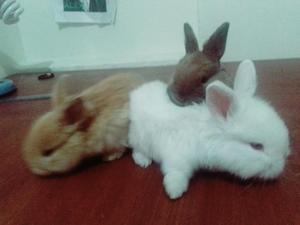 Conejitos