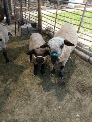 Cordero Cara Negra 5 Meses