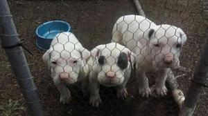 Dogo Argentino Blamquito Y Pirata