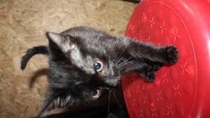 Doy en adopción gatita negra