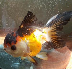 Goldfish Oranda tricolor thai Importado