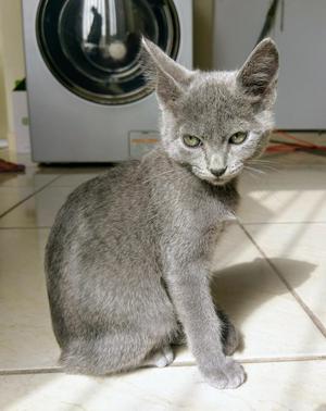 Hermosa Gatita Cachorrita Ruso Azul! FOTOS REALES!
