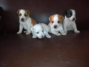 Jack Russell Terrier