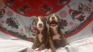 LOS 2 MEJORES CACHORROS PITBULL DE LA CAMADA