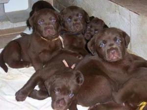 Labradores Chocolates Y Negros