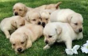 Labradores Retriever