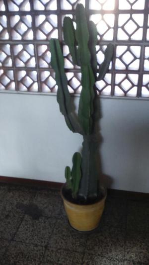Ocasion Cactus Grande