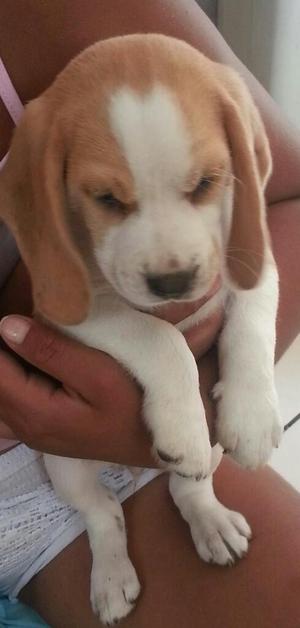 Perro Beagle