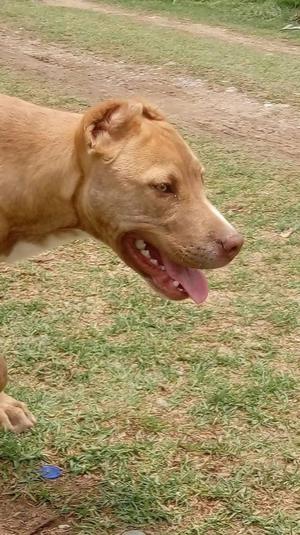 Pitbull macho de 8 meses