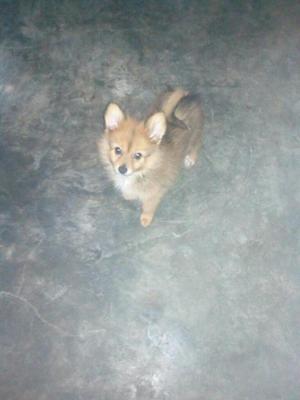 Pomeranio