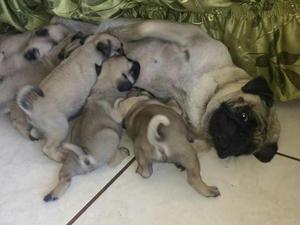 Pug Carlinos