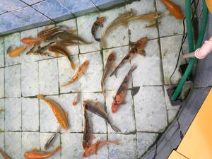 Remato pez koi por sobrepoblacion desde 50 soles 30 cm