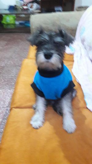 Schnauzer Vacunado