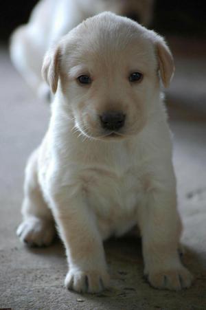 Se Vende Un Lindo Cachoro Labrador