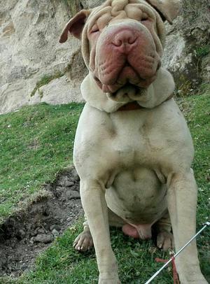 Servicio Monta Sharpei
