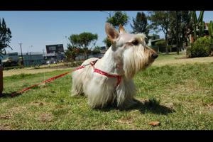 Servicio de Monta Scotish Terrier