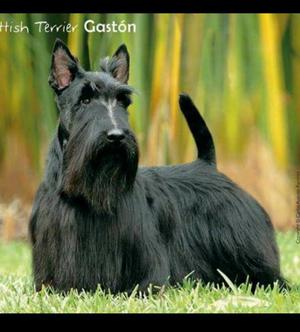 Servicio de Monta Scotish Terrier Negro