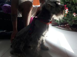 Servicio de Monta schnauzer Sal Y Pimie