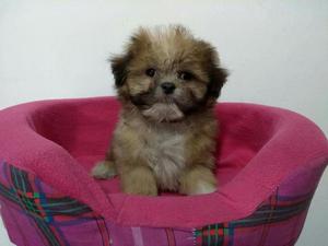 Shih Tzu Enanitos