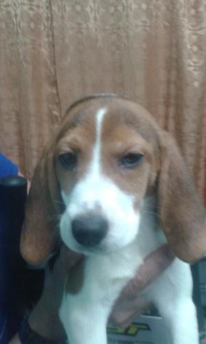 Una Cachorra Beagle por Navidad