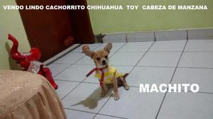 VENDO Lindo Cachorrito Chihuahua Toy Cabeza De Manzana