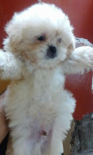 Vendo Cachorros Bichon Maltes